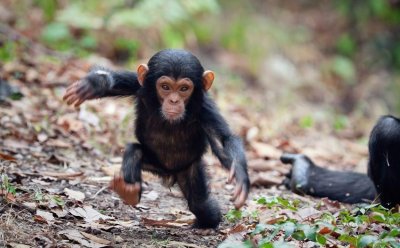 Baby chimpanzee.jpg